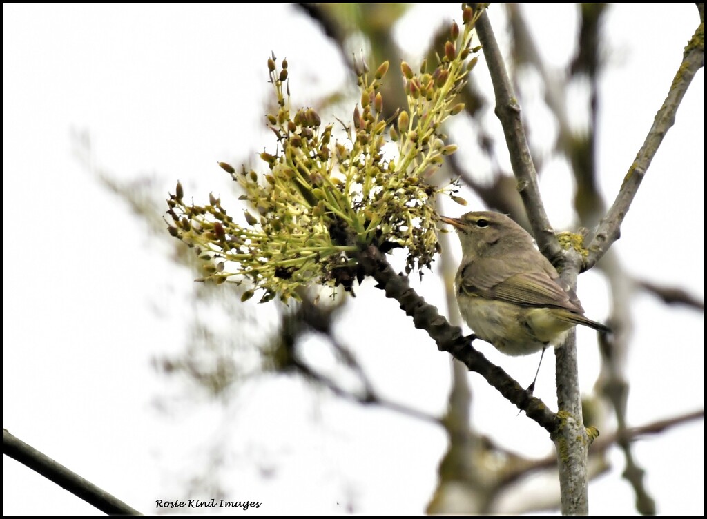 Chiff chaff today by rosiekind