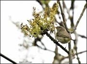 29th Apr 2022 - Chiff chaff today