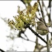Chiff chaff today by rosiekind
