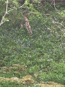 29th Apr 2022 - Bluebell’s 