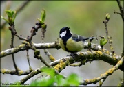 29th Apr 2022 - Great tit in the buds