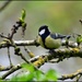 Great tit in the buds by rosiekind
