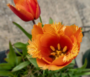 29th Apr 2022 - Last tulips...