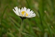 29th Apr 2022 - daisy