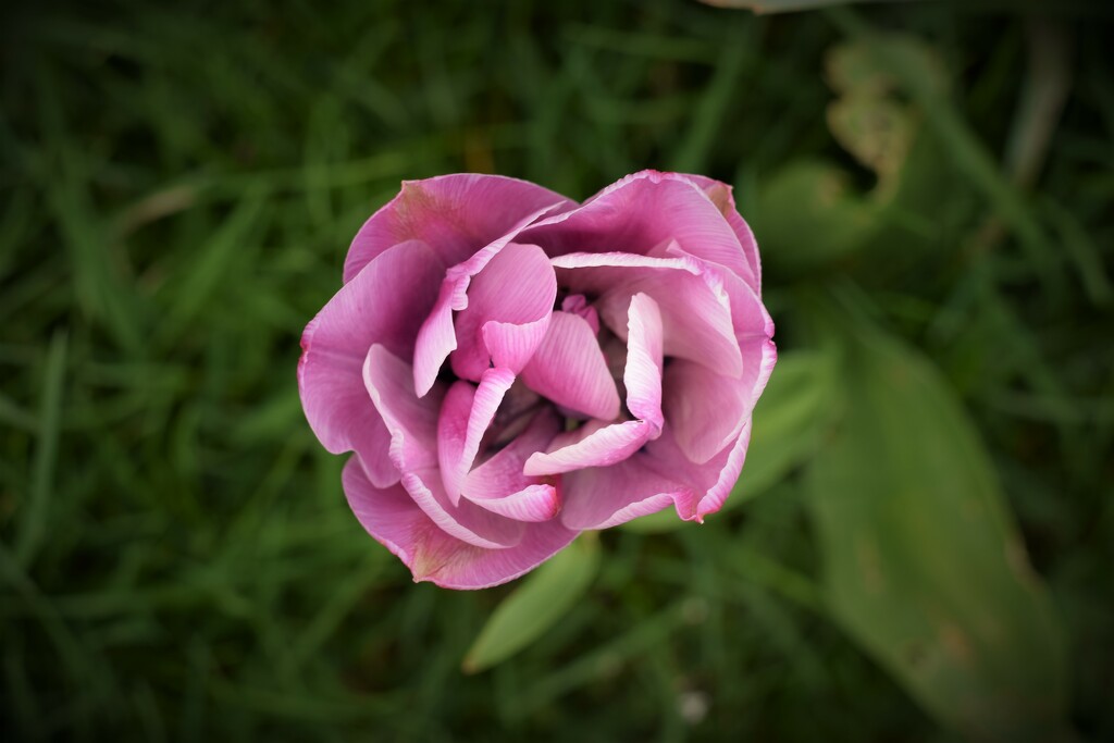 tulip by christophercox