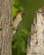27th Apr 2022 - LHG_9581RedBellied Woodpecker