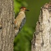 LHG_9581RedBellied Woodpecker by rontu
