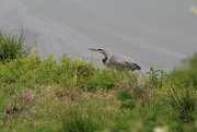 21st Apr 2022 - April 21 Blue Heron using tips for T5 Rebel IMG_6074A