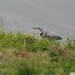 April 21 Blue Heron using tips for T5 Rebel IMG_6074A by georgegailmcdowellcom
