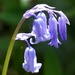 English Bluebell by fishers
