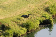 22nd Apr 2022 - April 22 Blue Heron hunting on small pond.IMG_6082A