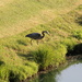 April 22 Blue Heron hunting on small pond.IMG_6082A by georgegailmcdowellcom