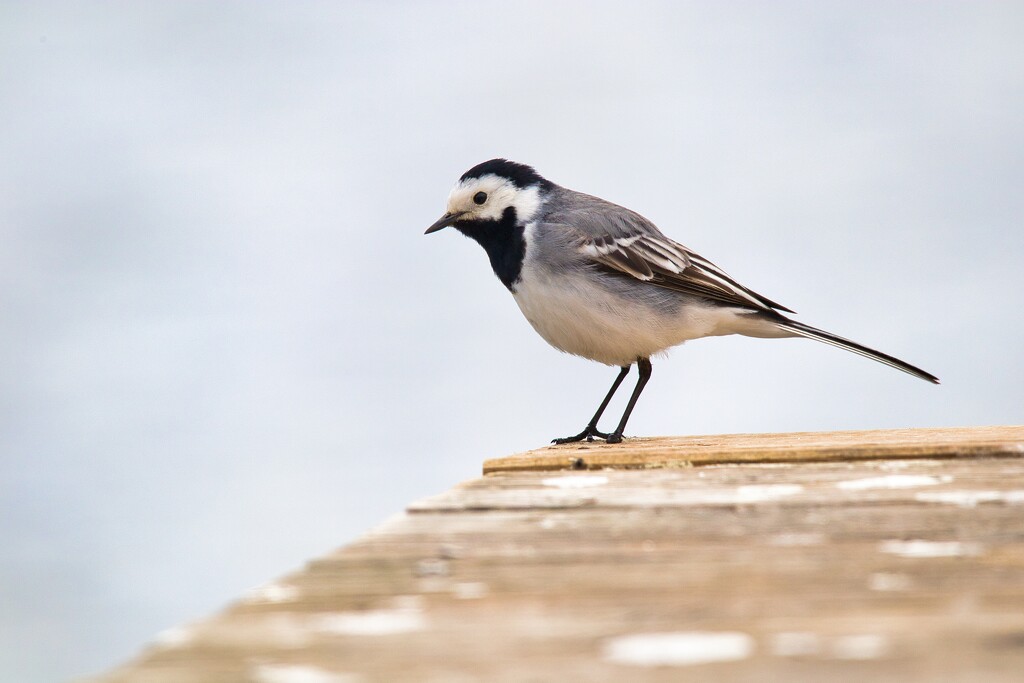 Another Wagtail by okvalle