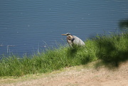 25th Apr 2022 - April 25 Blue Heron with detailIMG_6118