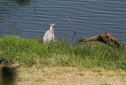 28th Apr 2022 - April 28 Blue Heron with more detail IMG_6175