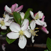 27th Apr 2022 - All the crabapple trees are blooming