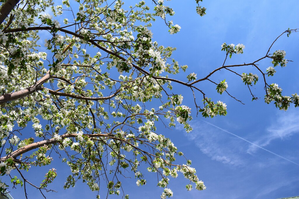 Blue sky and flowering branches by sandlily