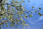 28th Apr 2022 - Blue sky and flowering branches