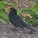 Blackbird by arkensiel