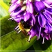 Bumble bee on the Hebe  by beryl