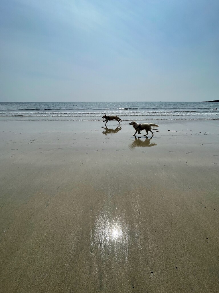 Dogs on Porthcurnick Beach by 365projectmaxine
