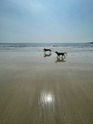 29th Apr 2022 - Dogs on Porthcurnick Beach