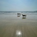 Dogs on Porthcurnick Beach by 365projectmaxine