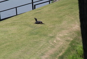 29th Apr 2022 - April 29 Snapping Turtle kicked out of small pond IMG_6186