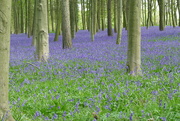 15th Apr 2022 - Bluebell time
