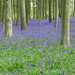 Bluebell time by jesika2