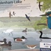 Bode ham lakes bird sanctuary- but none willing to be photographed today! by snowy