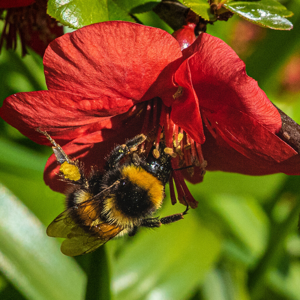 Busy bee. by billdavidson