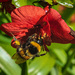 Busy bee. by billdavidson