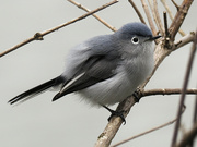 29th Apr 2022 - blue-gray gnatcatcher 