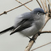 blue-gray gnatcatcher  by rminer