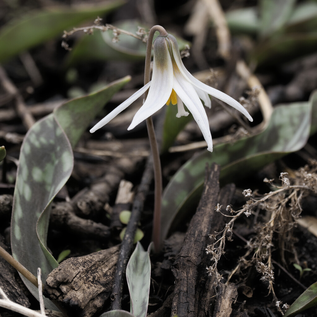 trout lily  by rminer