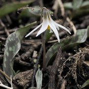 29th Apr 2022 - trout lily 
