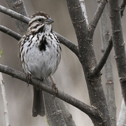 29th Apr 2022 - song sparrow 