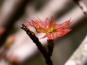 30th Apr 2022 - New maple leaves...