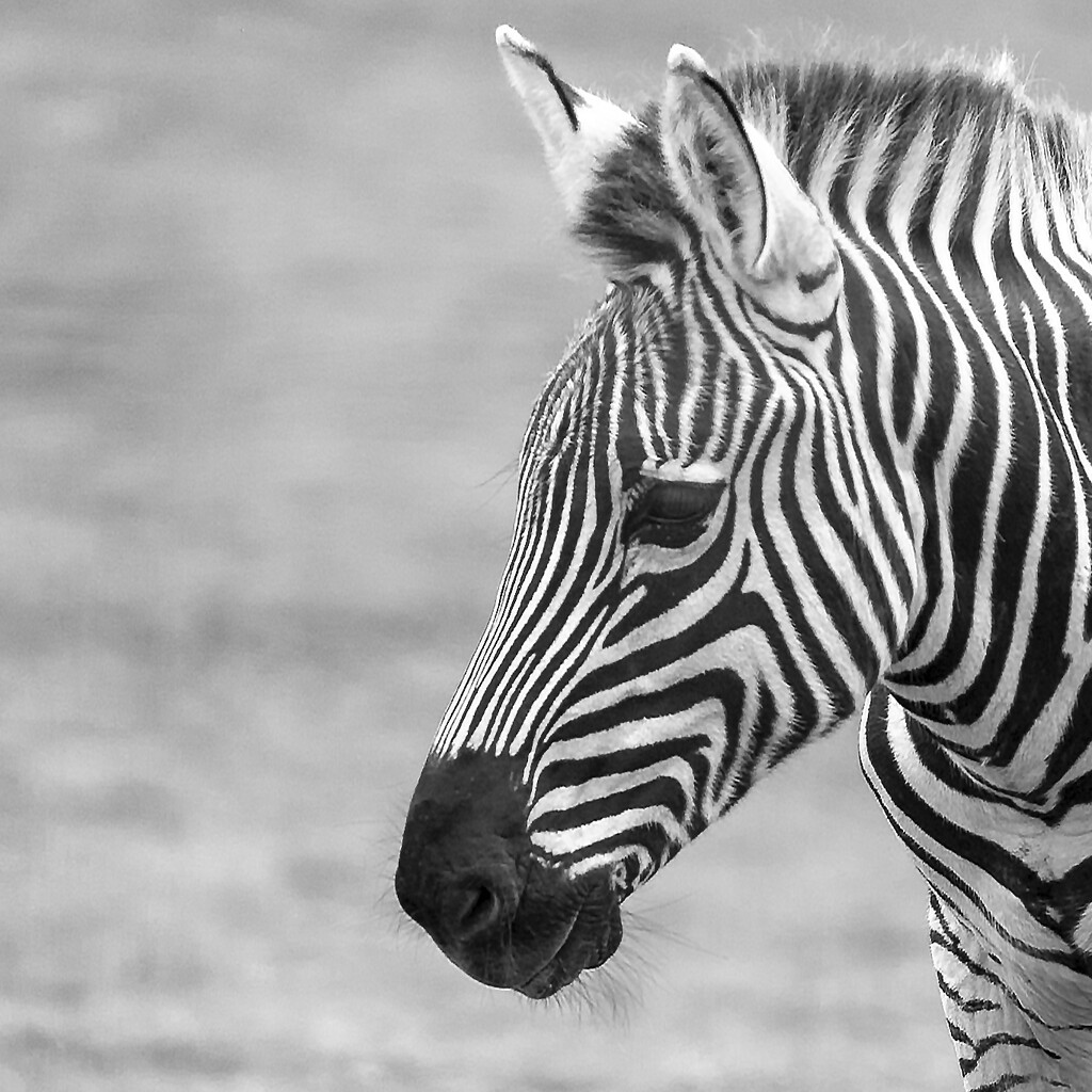 Zebra Foal by nickspicsnz