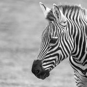 30th Apr 2022 - Zebra Foal