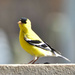 Goldfinch by bjywamer