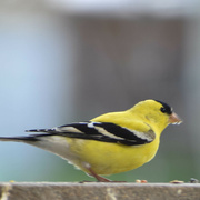 27th Apr 2022 - Just Another Pretty Goldfinch...