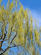 29th Apr 2022 - Spring Willow