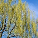 Spring Willow by 365projectorgheatherb