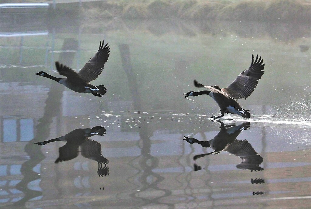 Wild Goose Chase by lynnz