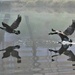 Wild Goose Chase by lynnz