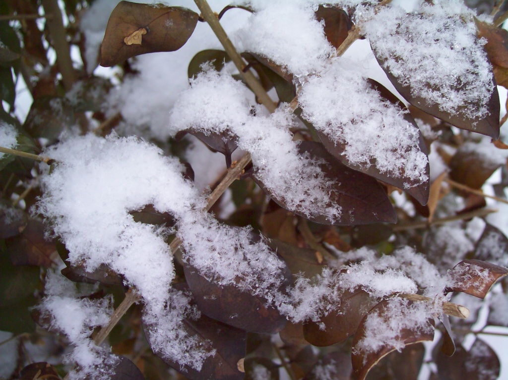 Snow Covered Leaves by julie