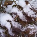 Snow Covered Leaves by julie