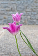 28th Apr 2022 - Tulips